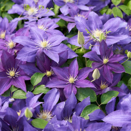 Duchess Of Cornwall Full Blooms