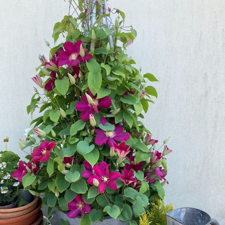 Issey Clematis Climbing