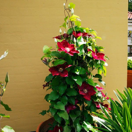 Jie Clematis Climbing