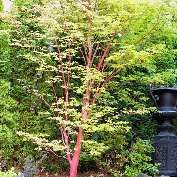 Coral Bark Japanese Maple - Nature Hills Nursery - #5 Container - 