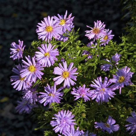 October Skies Aster - Nature Hills Nursery - #1 Container - 