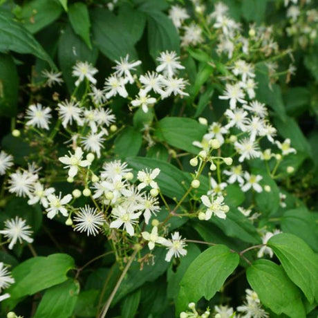 Woodbine Blooms